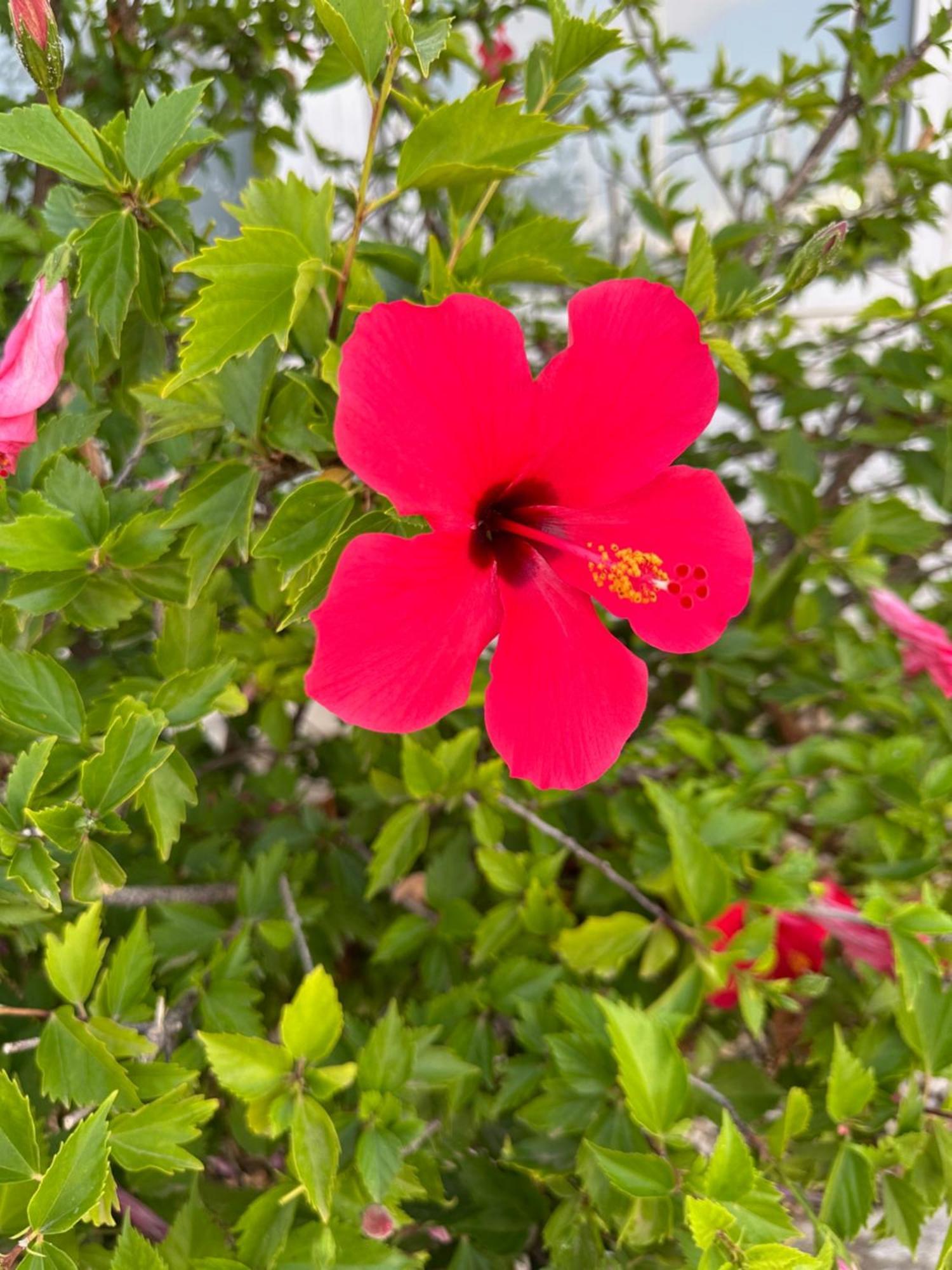 Casa Lilly-Rose, A Beautiful 3 Bedroom Detached Villa A Short Walk To The Villamartin Plaza & Golf Course Exteriör bild